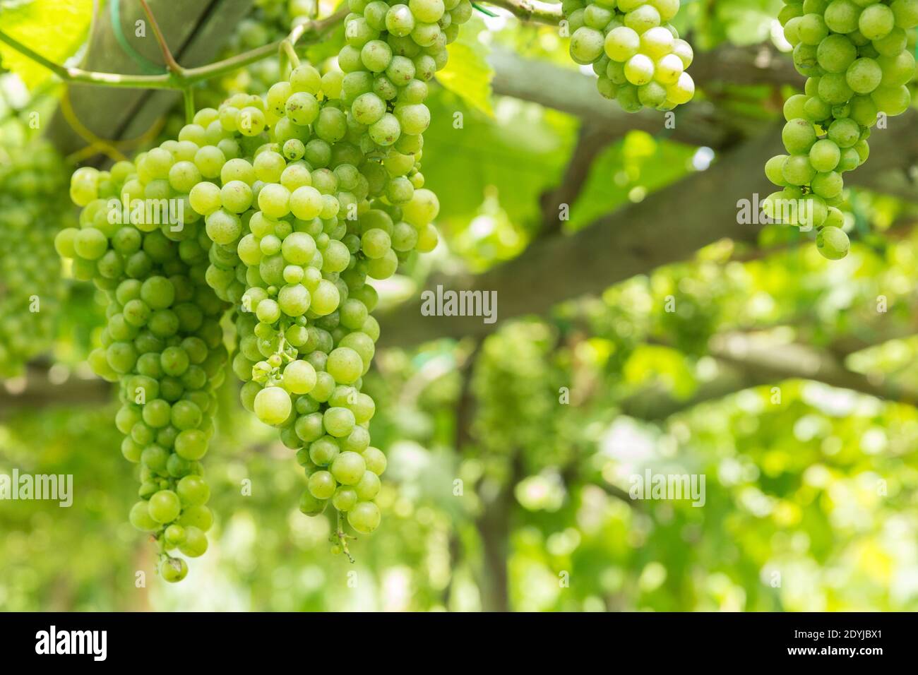 Raisins de vin blanc de Procida Italie dans un vignoble Banque D'Images