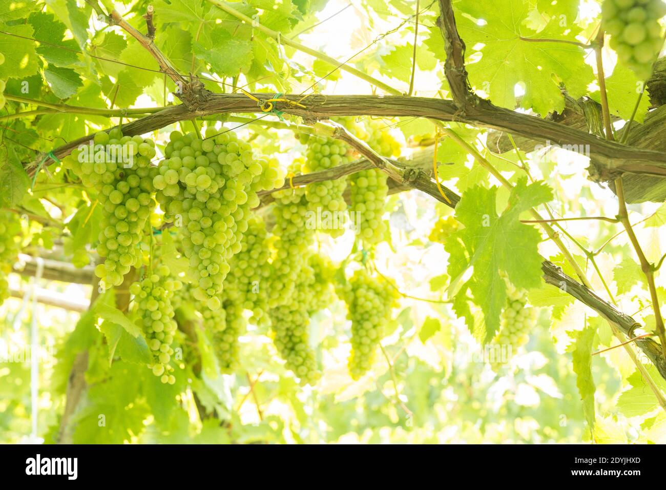 Raisins de vin blanc de Procida Italie dans un vignoble Banque D'Images