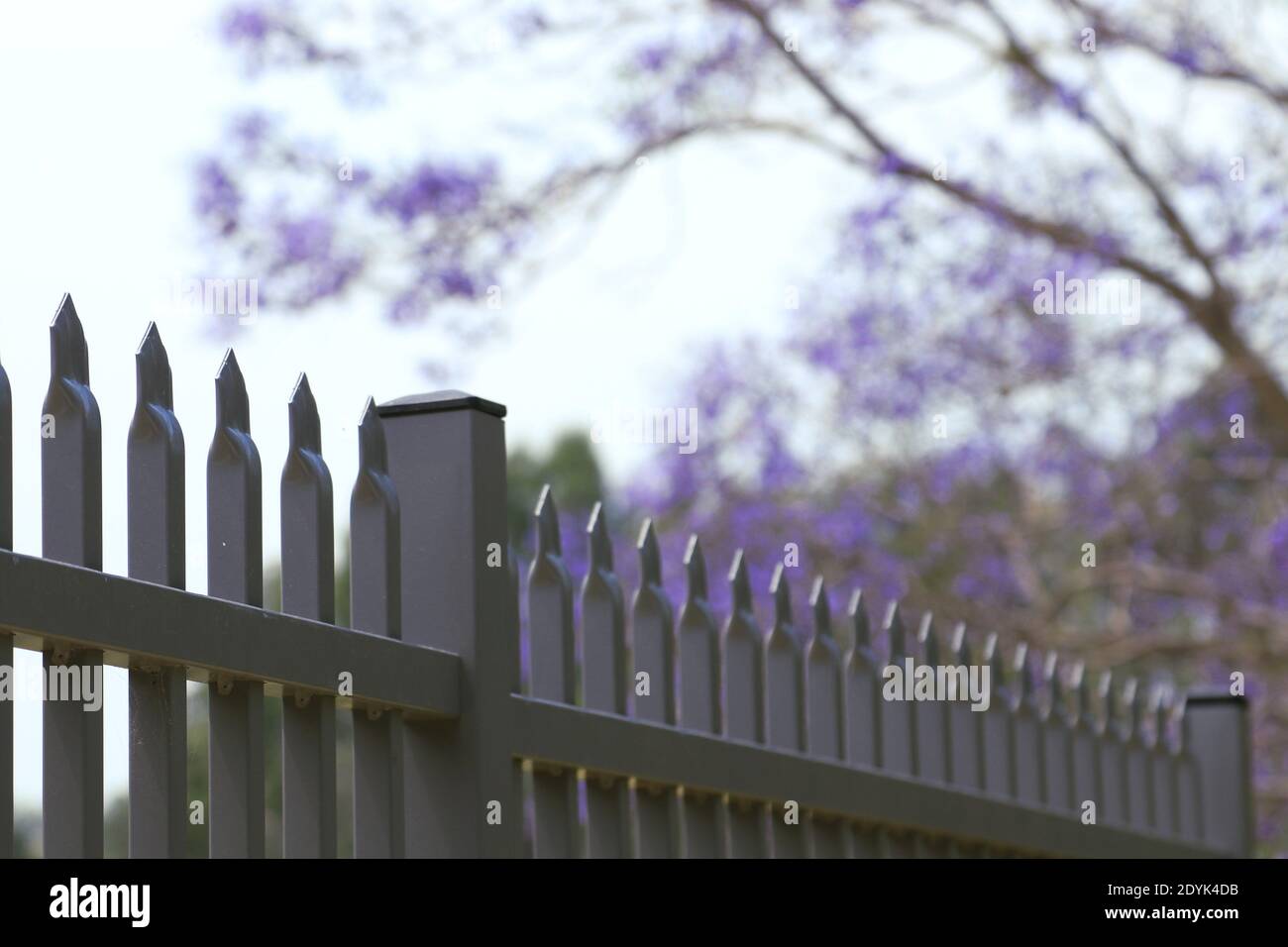 Clôture en fer près d'un parc municipal contre une fleur pourpre arbre Banque D'Images