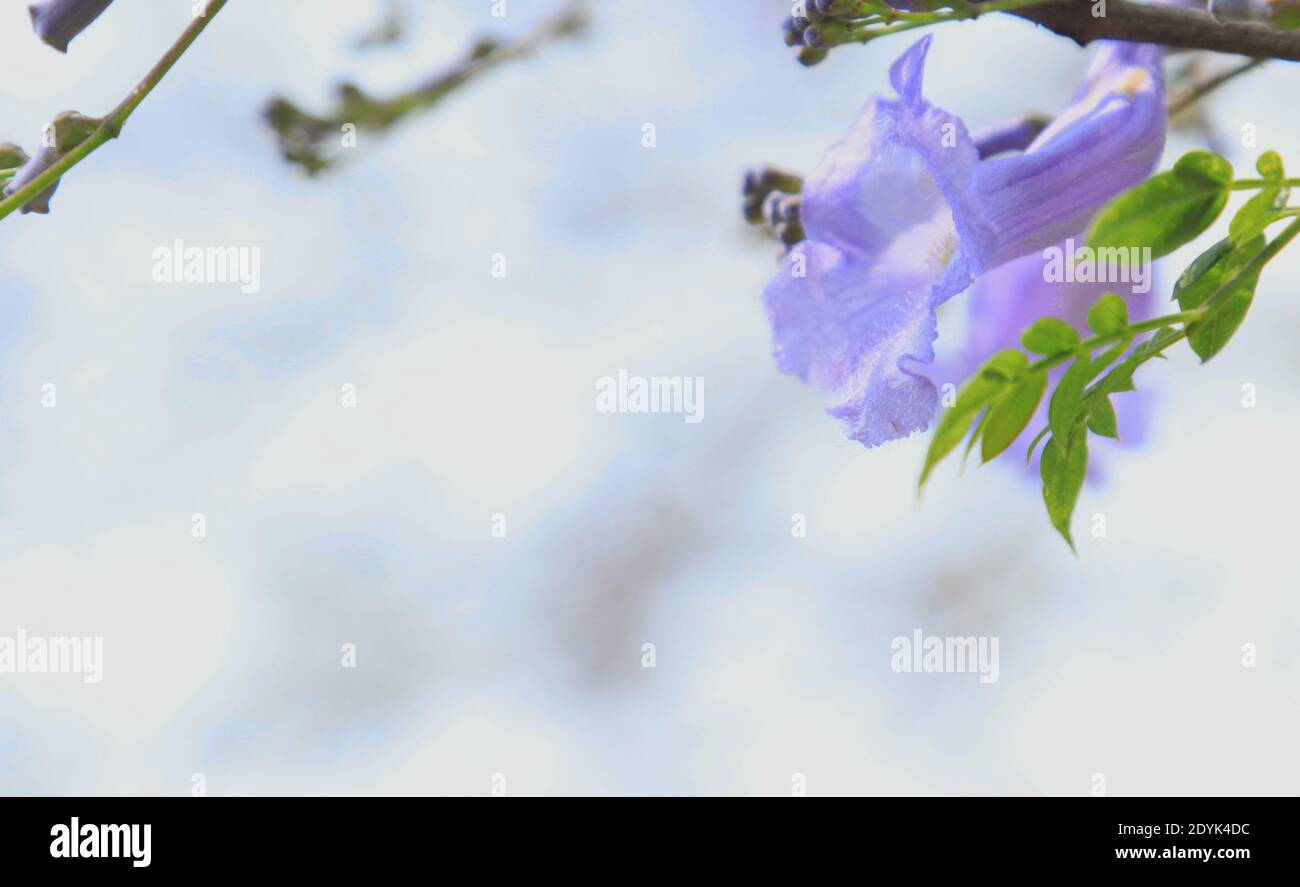 Gros plan d'une fleur pourpre et de branches vertes sur un jour de printemps ensoleillé Banque D'Images