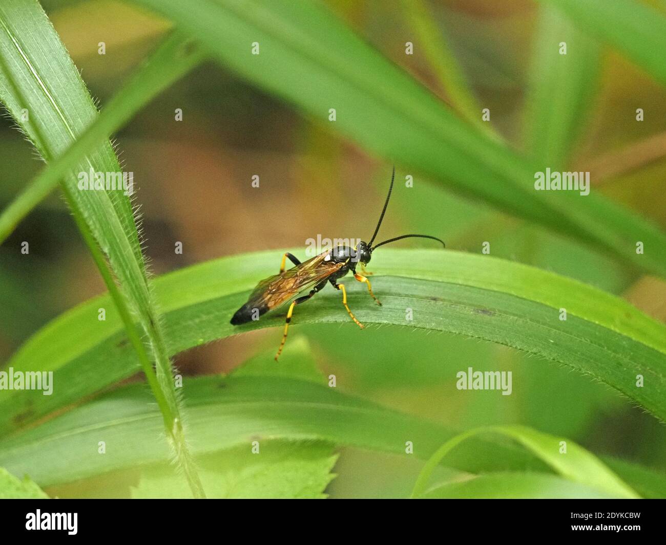 Espèce de guêpe parasite de l'ichneumon mâle (probablement ichneumon suspicion) reposant sur la feuille dans les bois, Cumbria, Angleterre, Royaume-Uni Banque D'Images