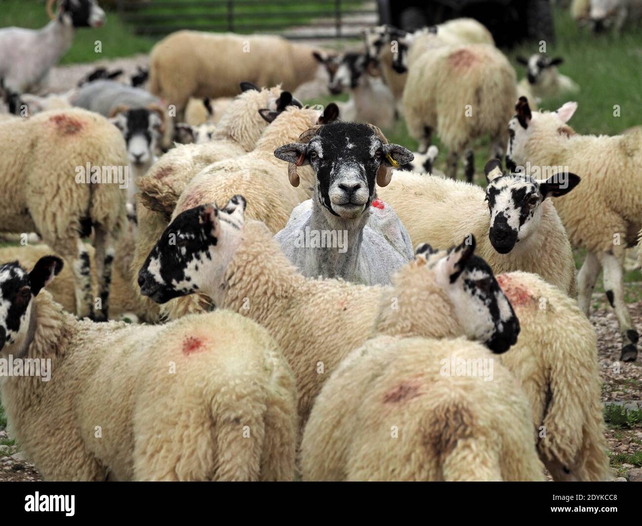 Moudre de mouton de colline à face noire avec des brebis fraîchement raccourcies debout parmi les agneaux cultivés en polaire pleine Cumbria, Angleterre, Royaume-Uni Banque D'Images