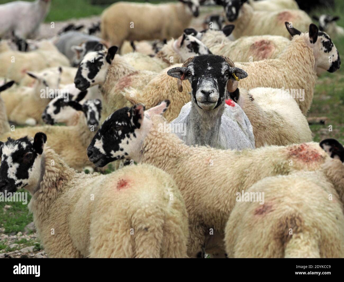 Moudre de mouton de colline à face noire avec des brebis fraîchement raccourcies debout parmi les agneaux cultivés en polaire pleine Cumbria, Angleterre, Royaume-Uni Banque D'Images