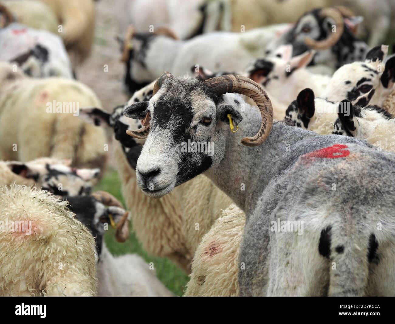 Moudre de mouton de colline à face noire avec des brebis fraîchement raccourcies debout parmi les agneaux cultivés en polaire pleine Cumbria, Angleterre, Royaume-Uni Banque D'Images
