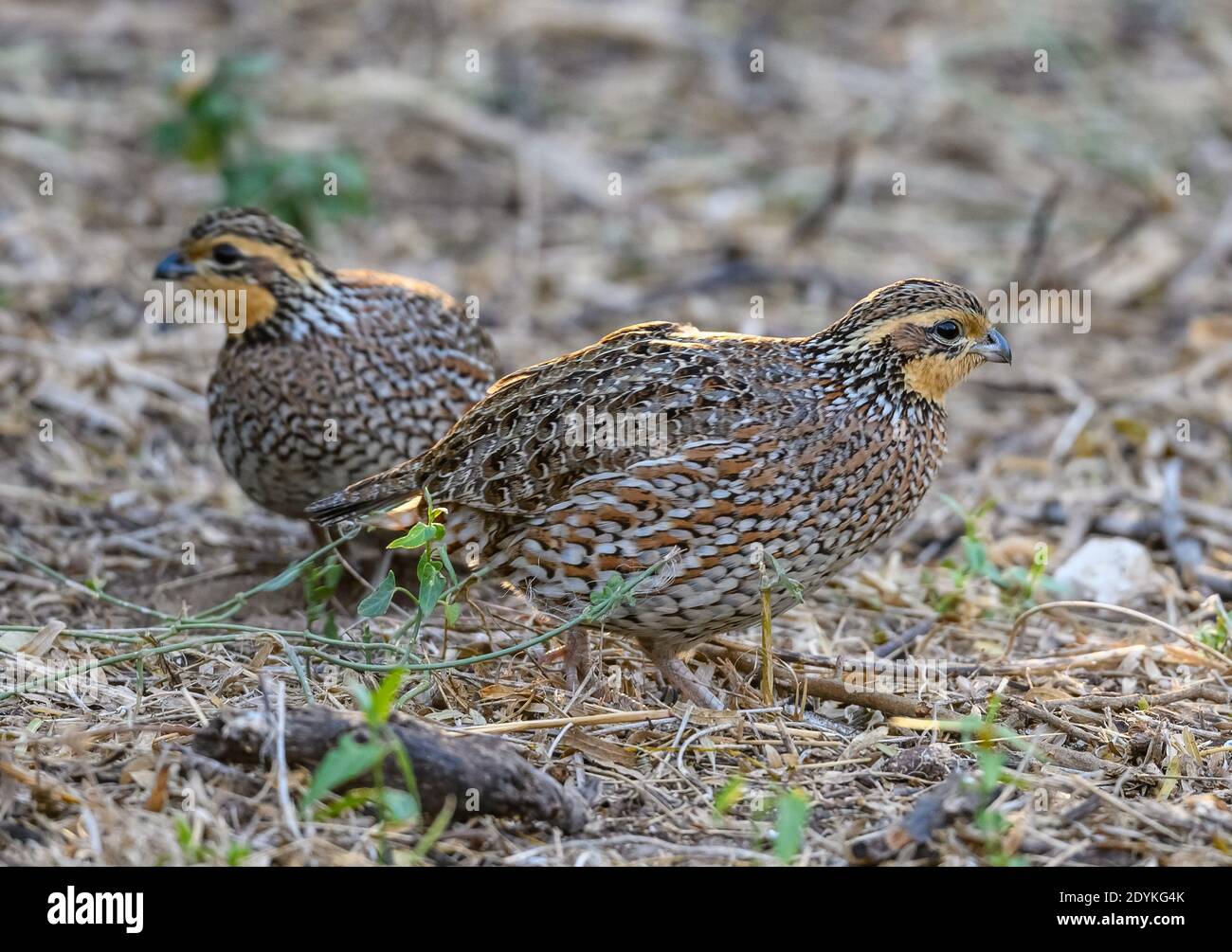 Deux cailles de Bobwhite du Nord (Colinus virginianus) fourragent au sol. Parc national de Starter Canyon, Texas, États-Unis. Banque D'Images