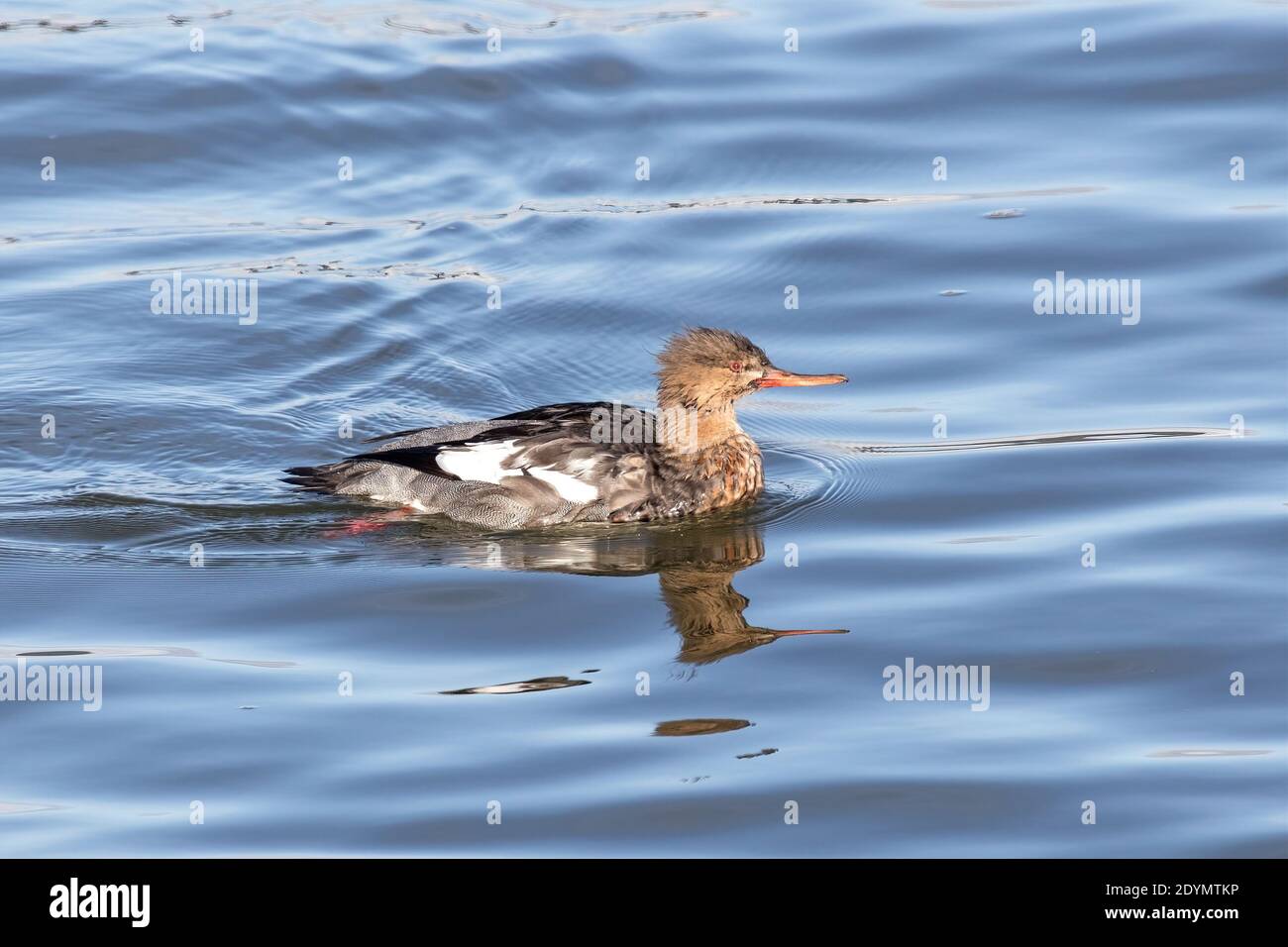 Merganser de poitrine rouge à Delta Colombie-Britannique, Canada, Amérique du Nord Banque D'Images