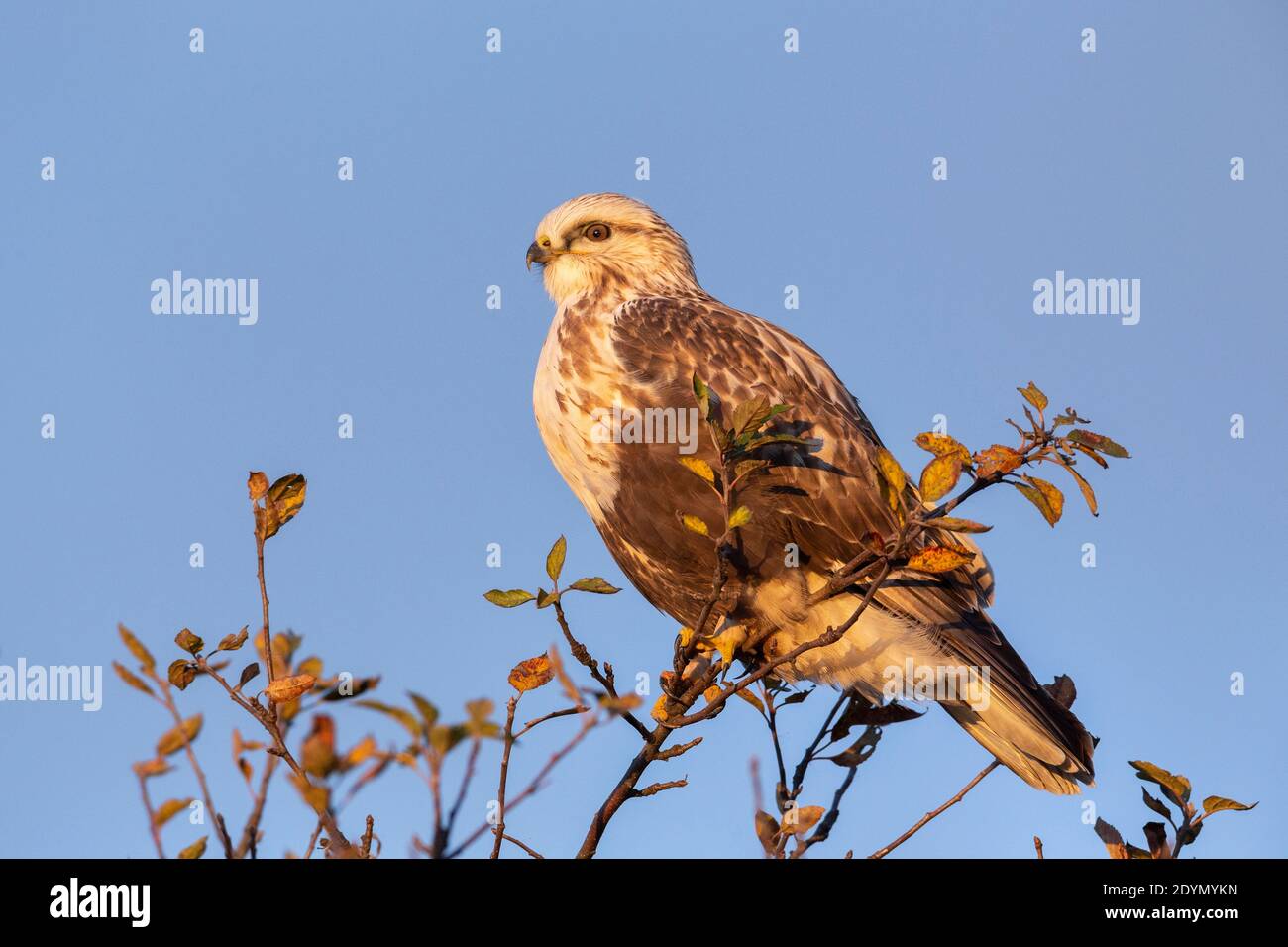 Faucon à pattes rugueuses à Delta Colombie-Britannique, Canada, Amérique du Nord Banque D'Images