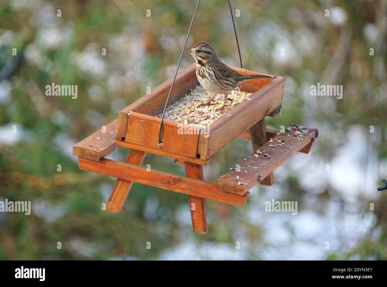 Un pin siskin manger des graines sur une table de pique-nique en bois mangeoire à oiseaux en hiver Banque D'Images