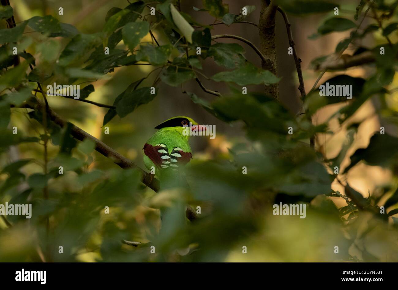 Common Green Magpie dans le parc national de Corbett Banque D'Images