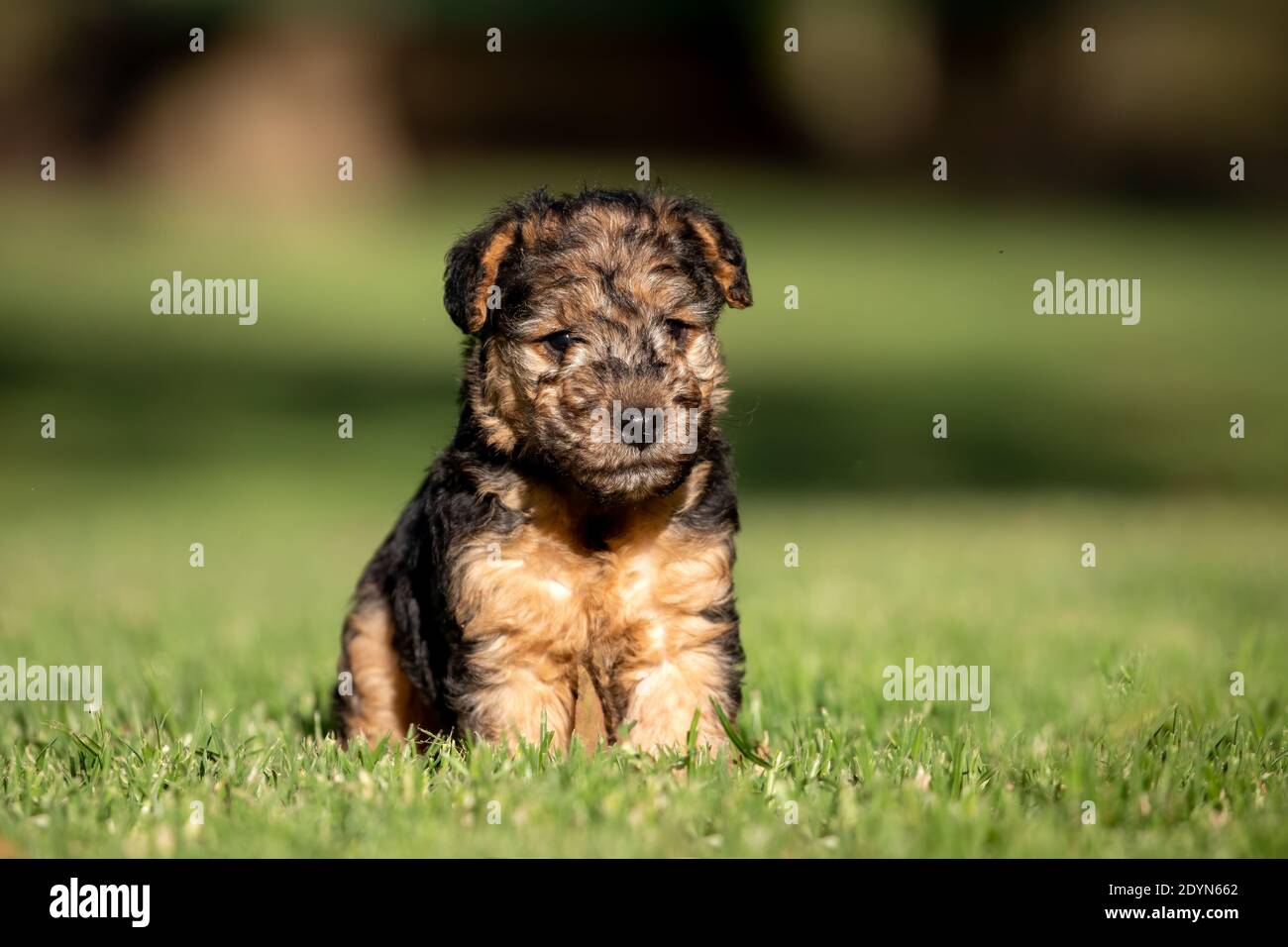 Mignon Lakeland Terrier chiot sur l'herbe verte. Banque D'Images