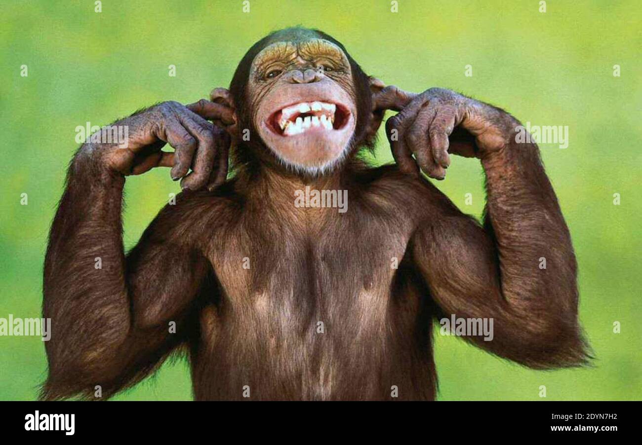 A Monkey Laughing Banque D Image Et Photos Alamy