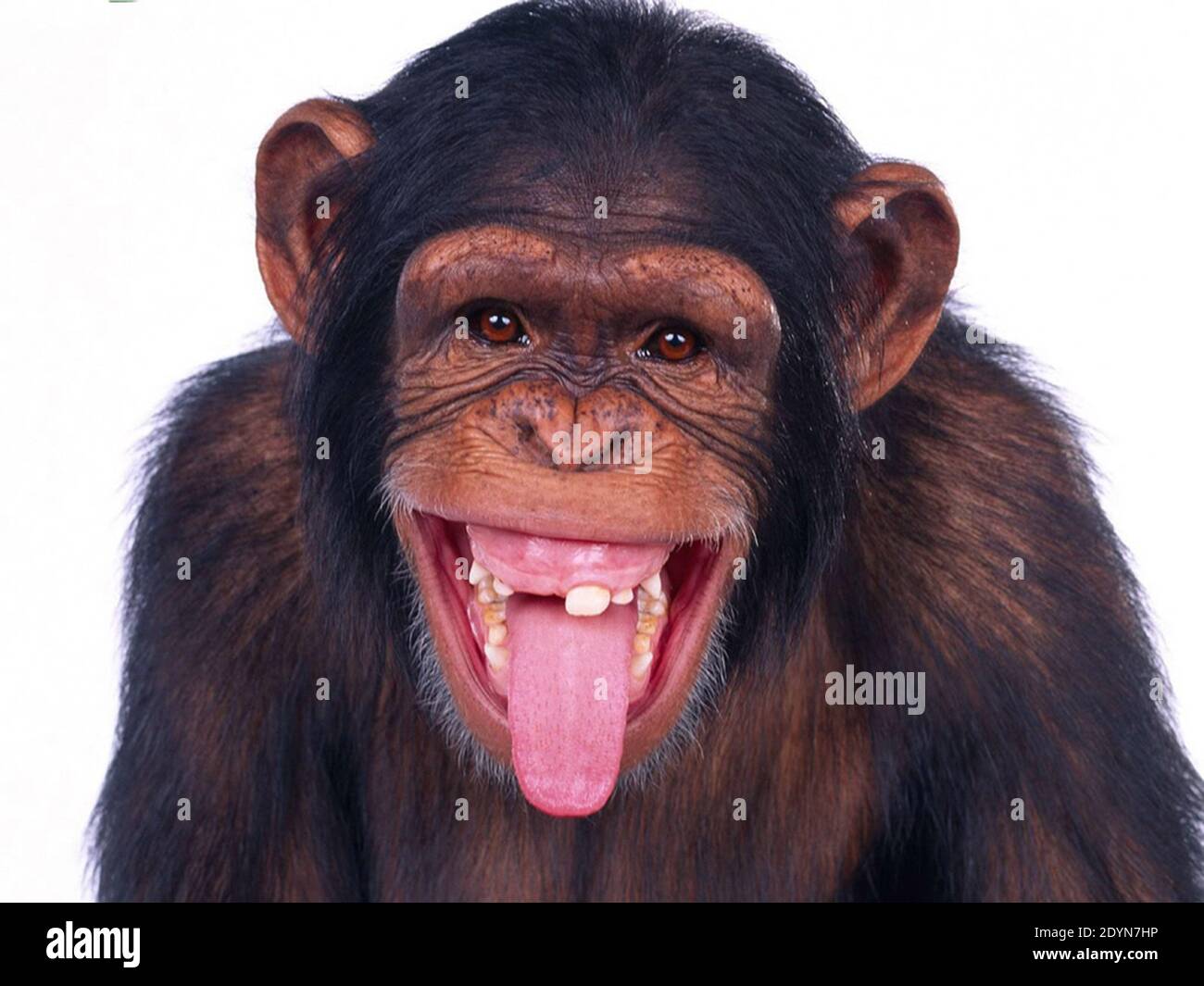 A Monkey Laughing Banque D Image Et Photos Alamy
