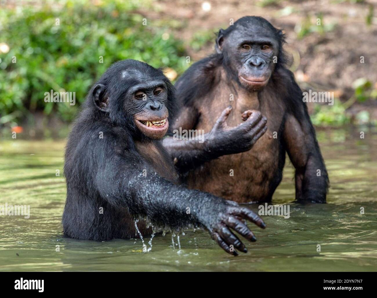 A Monkey Laughing Banque D Image Et Photos Alamy