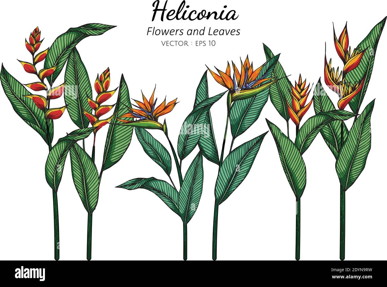 Oiseau de paradis, Heliconia fleur et feuille dessin illustration avec