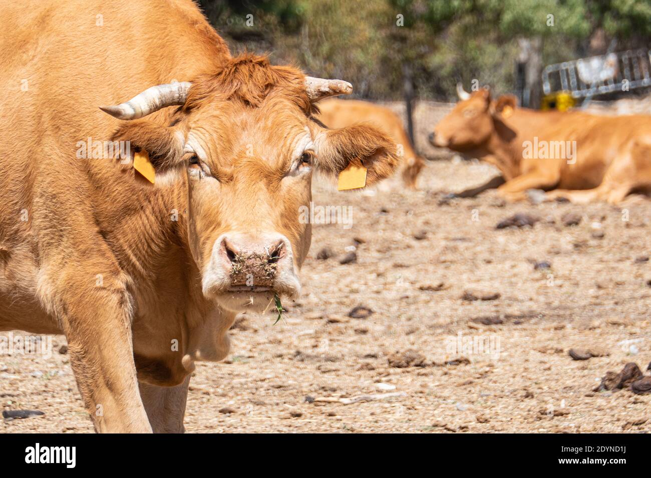 Vache brune en colère regardant l'appareil photo dans la sierra de guadarrama, madrid, espagne. Banque D'Images