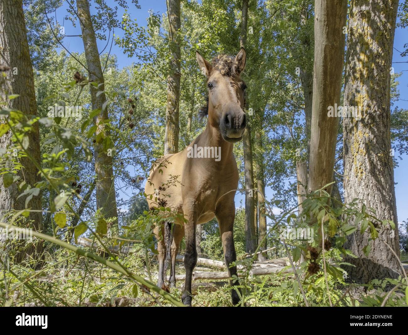 Cheval sauvage, Tarpan (Equus ferus gmelini) ou cheval hutsul, en forêt décidue, parc régional des îles Izmail, île Tataru, delta du Danube Banque D'Images