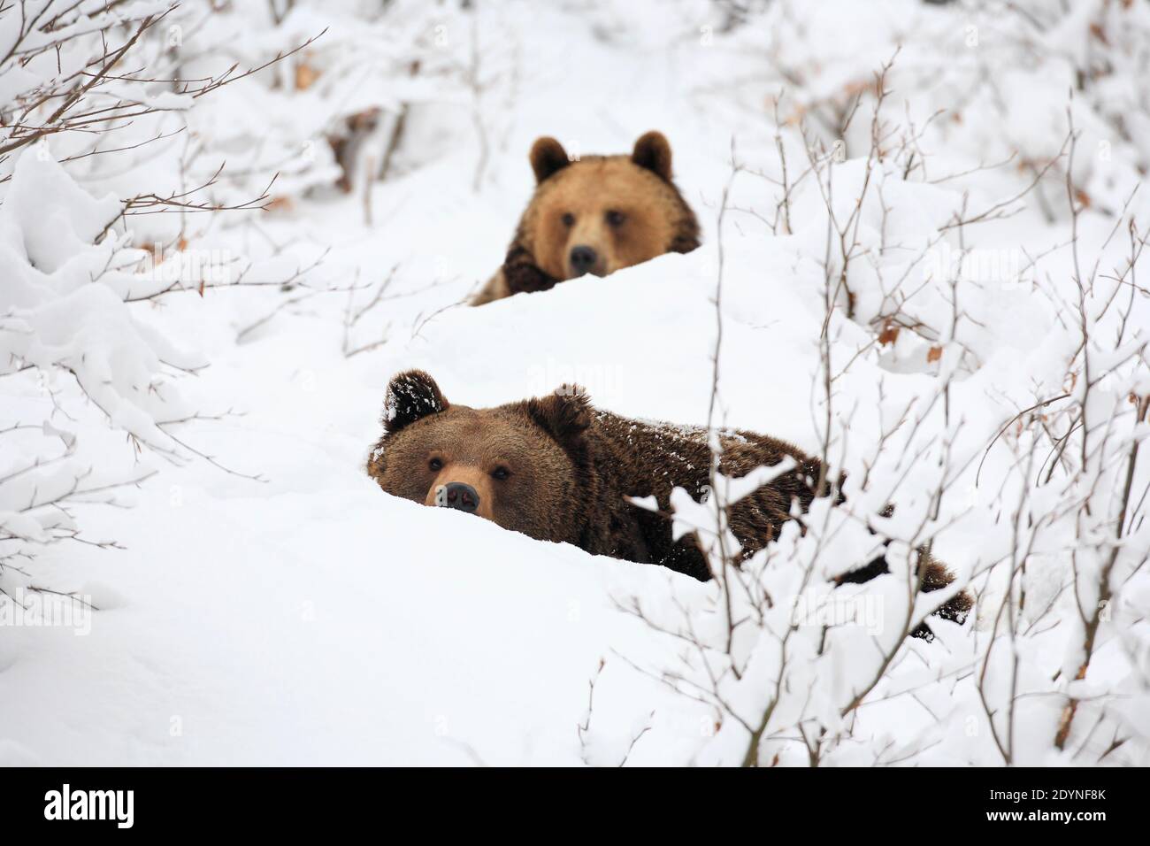 Ours bruns européens dans la neige, Parc national de Bayrischer Wald, Allemagne Banque D'Images