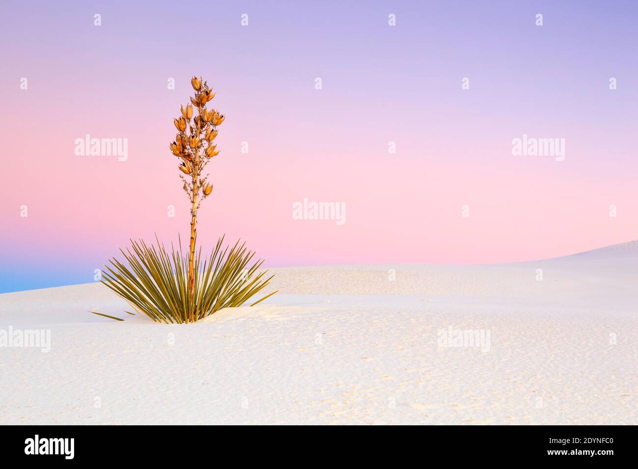 Yucca (Yucca) dans les dunes de sable de Gypsum, monument national de White Sands, Nouveau-Mexique, États-Unis dans les dunes de sable de Gypsum, monument national de White Sands, Nouveau-Mexique, États-Unis Banque D'Images