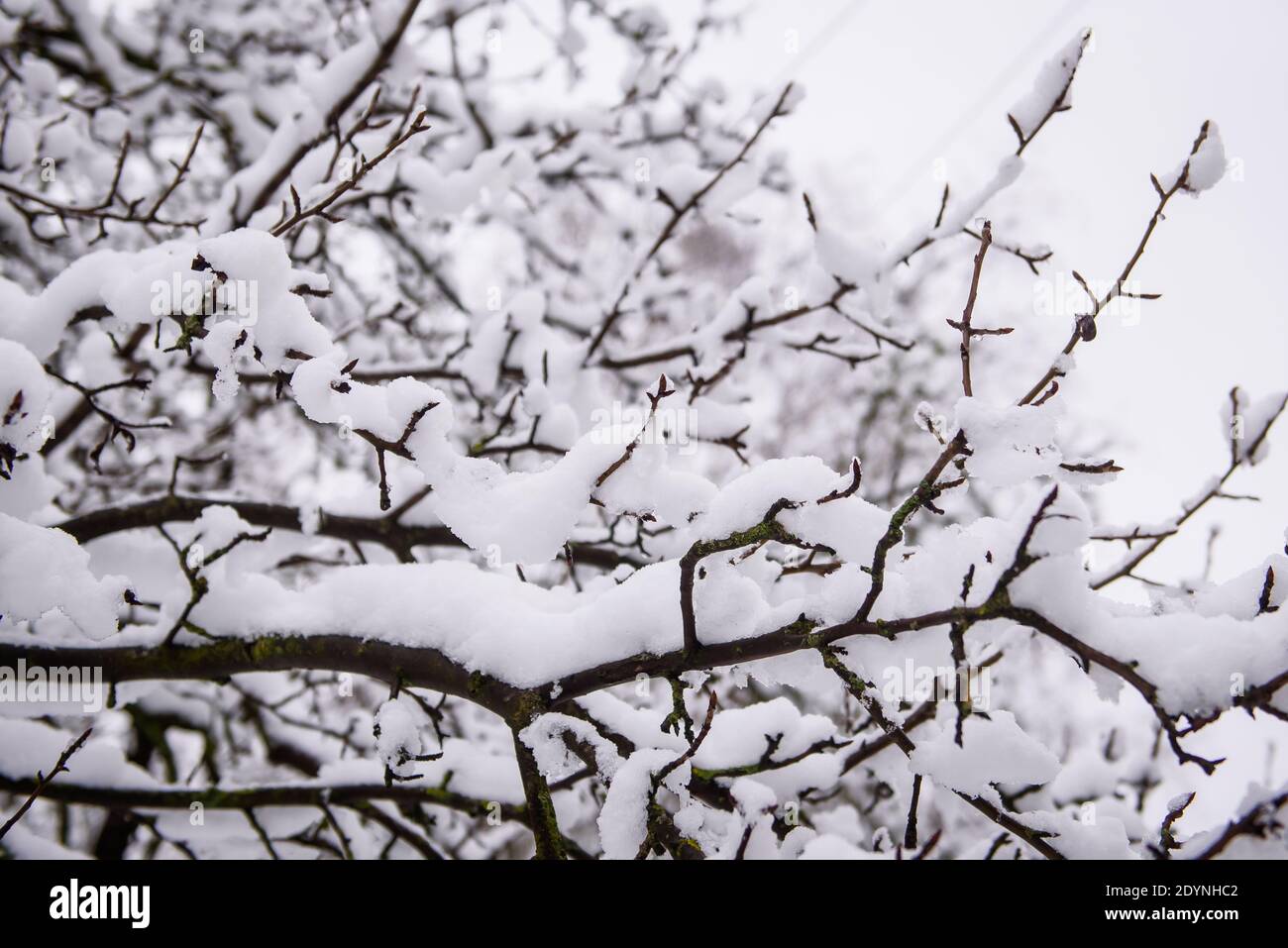 Direction générale de l'arbre couvert de neige. Banque D'Images