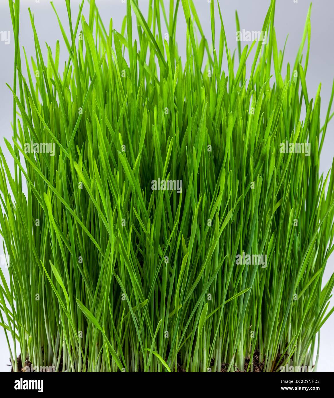 Crowheatgrass vert frais croissant en pot, plus près Banque D'Images