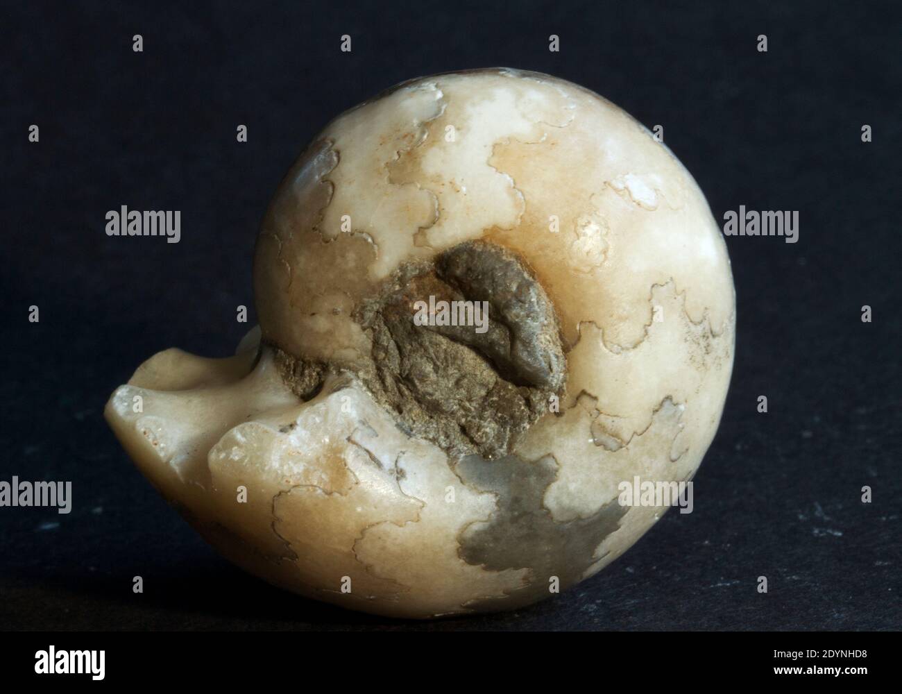 La coquille de cette Ammonite fossilisée de la famille Phyllocarus la montre les lignes de suture complexes qui marquent le remplissage individuel de gaz chambres Banque D'Images