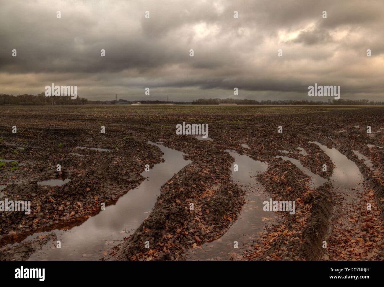 Champ agricole en automne : terrain boueux vide avec traces de pneus et flaques sous un ciel sombre Banque D'Images