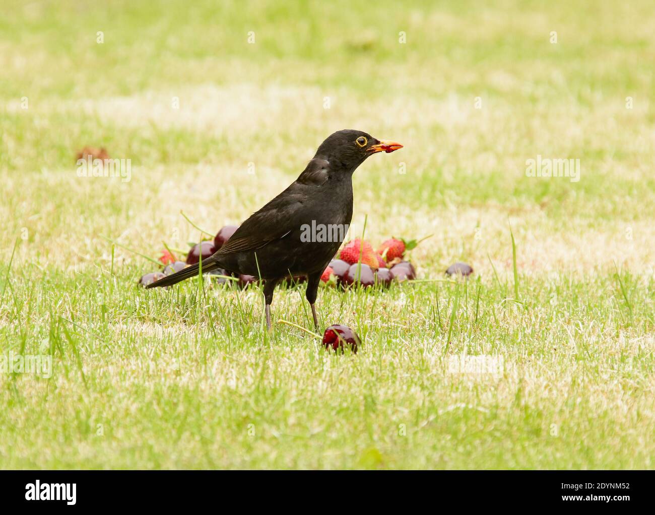 Un oiseau noir commun prenant des cerises et des fraises laissées sur une pelouse. Banque D'Images