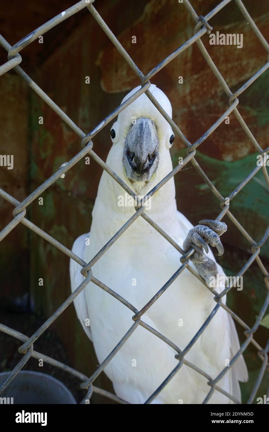 Australian Sulphur Crested Cockatoo sur le point de parler Banque D'Images