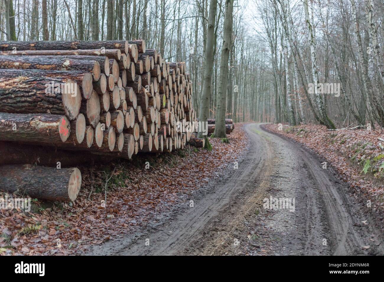 pile de bois dans la forêt Banque D'Images