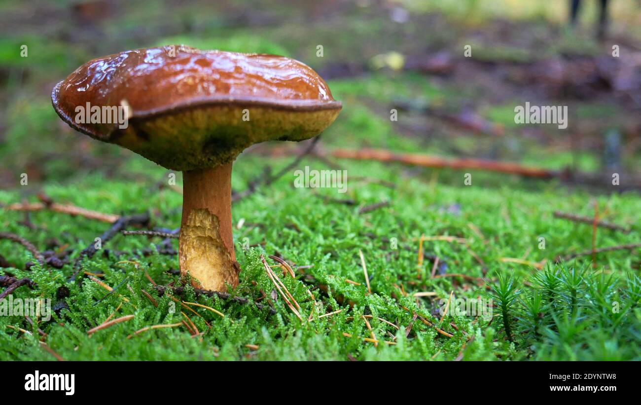 Champignons en forêt en automne, Allemagne. Photo de haute qualité Banque D'Images