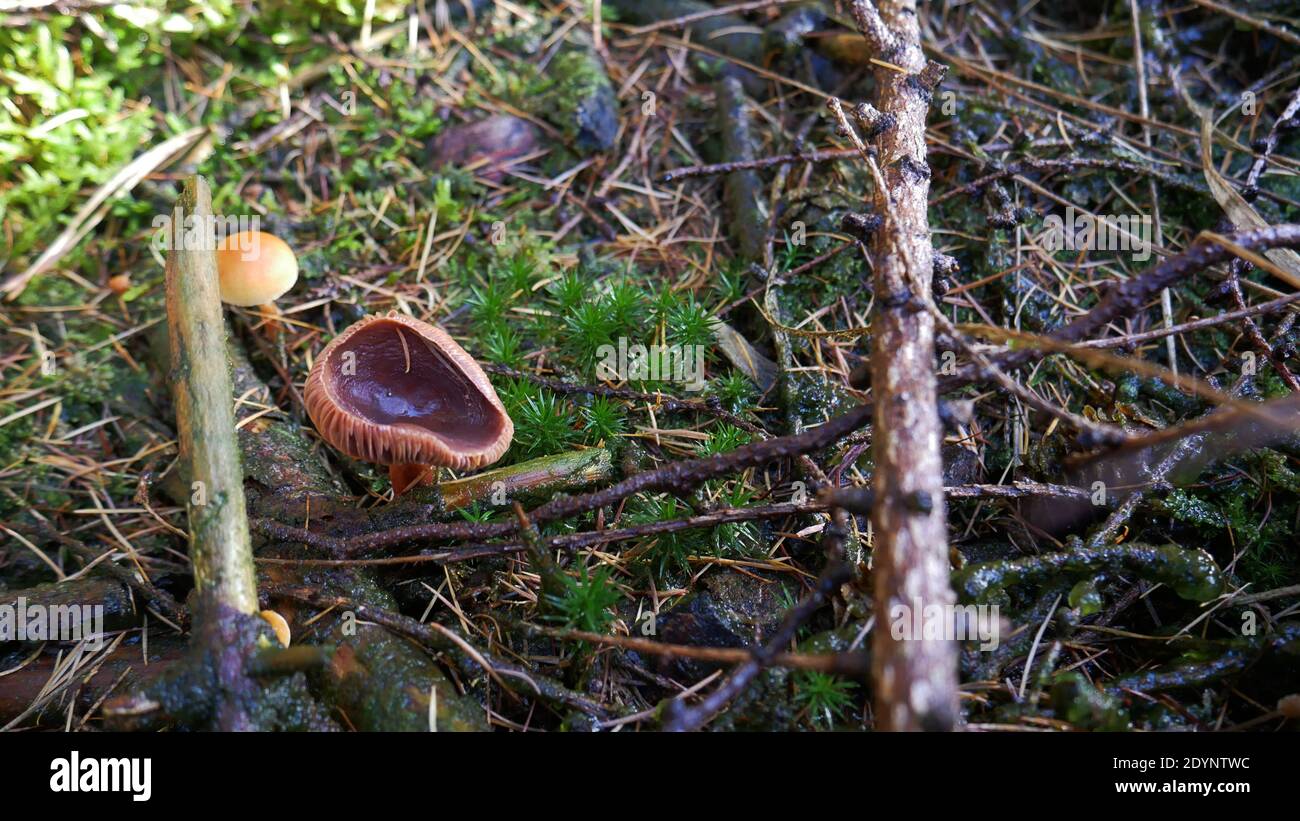 Champignons en forêt en automne, Allemagne. Photo de haute qualité Banque D'Images