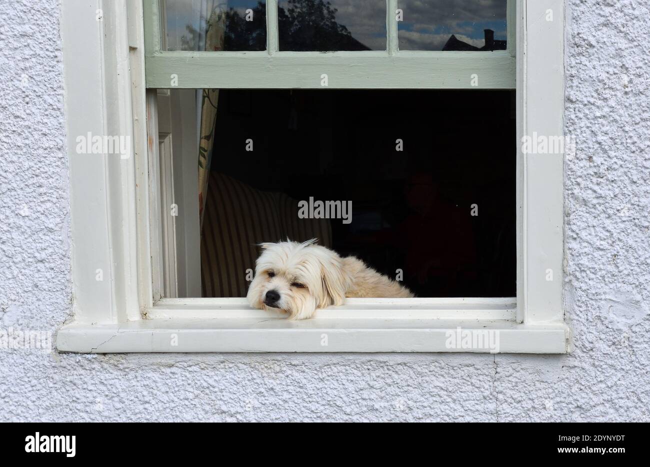 Petit chien blanc endormi reposant sur la fenêtre donnant sur l'extérieur. Banque D'Images