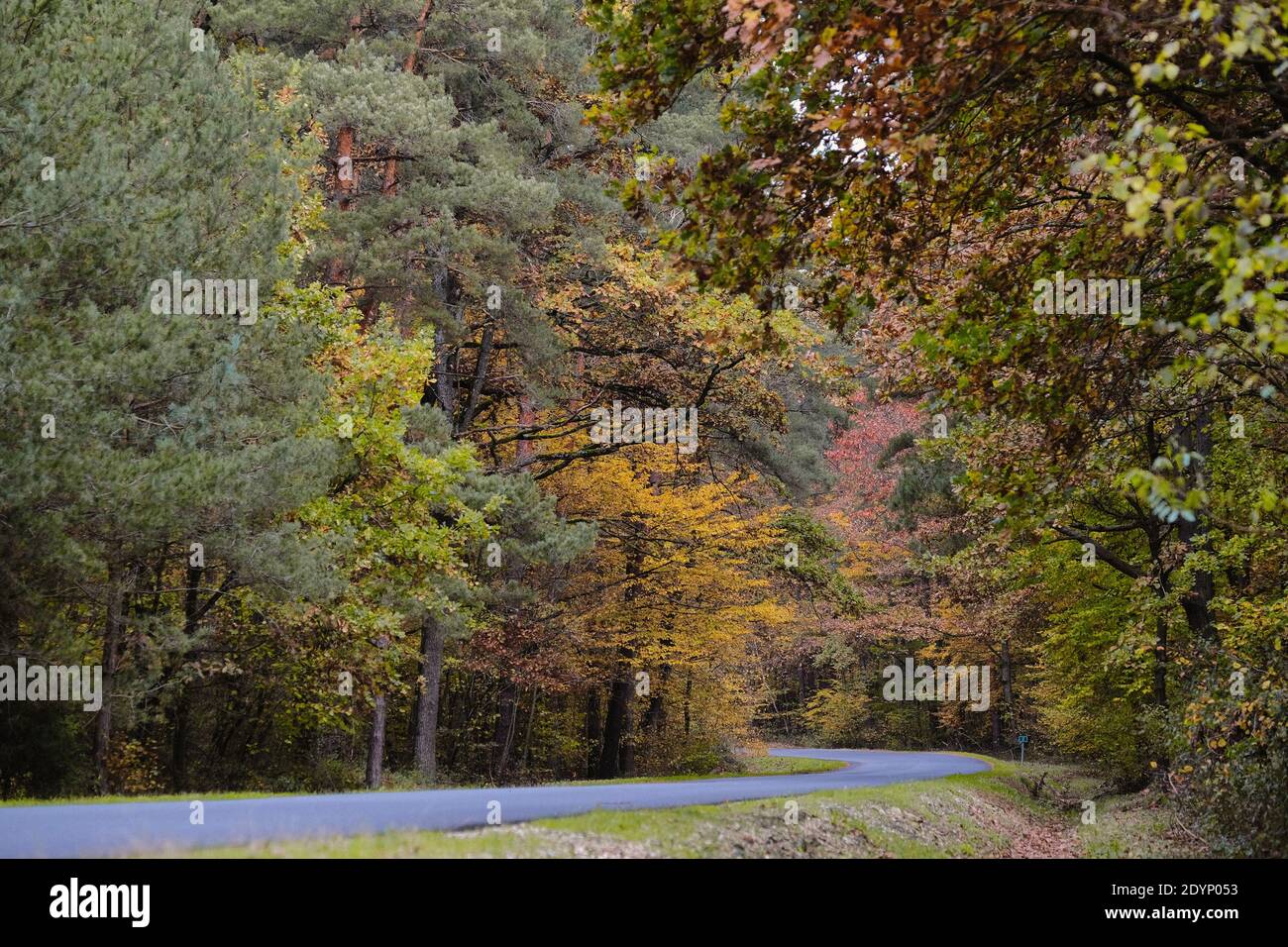 Route forestière en automne vide Banque D'Images