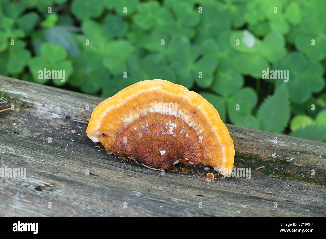 Pycnoporellus fulgens, un champignon orange qui pousse sur le bouleau en Finlande, pas de nom anglais commun Banque D'Images