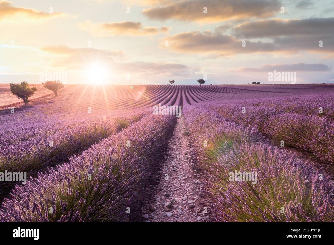 Parfum de violet, champ de lavande au coucher du soleil. Provence, Valensole, France Banque D'Images