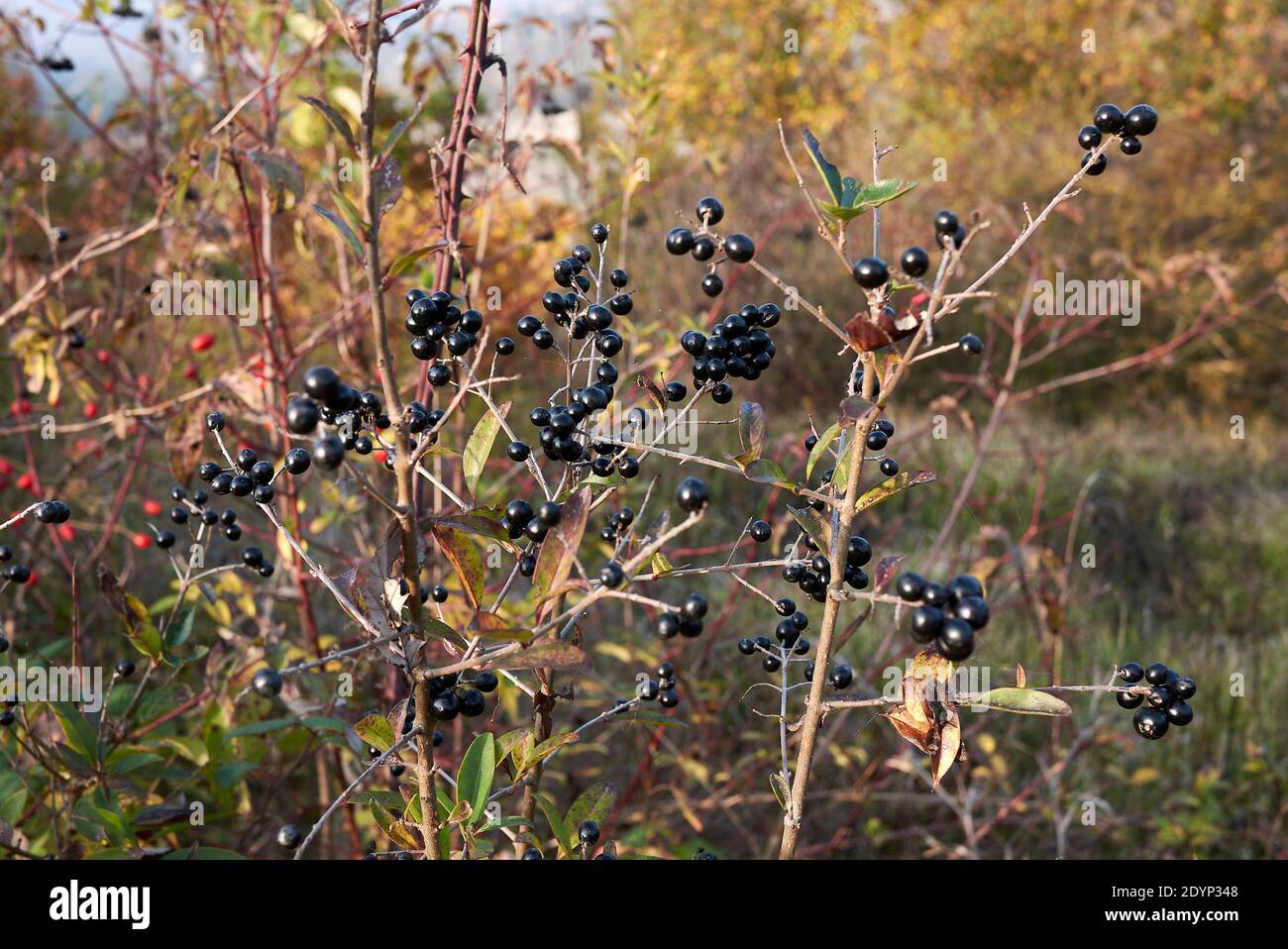 Branche de Ligustrum vulgare aux fruits noirs Banque D'Images
