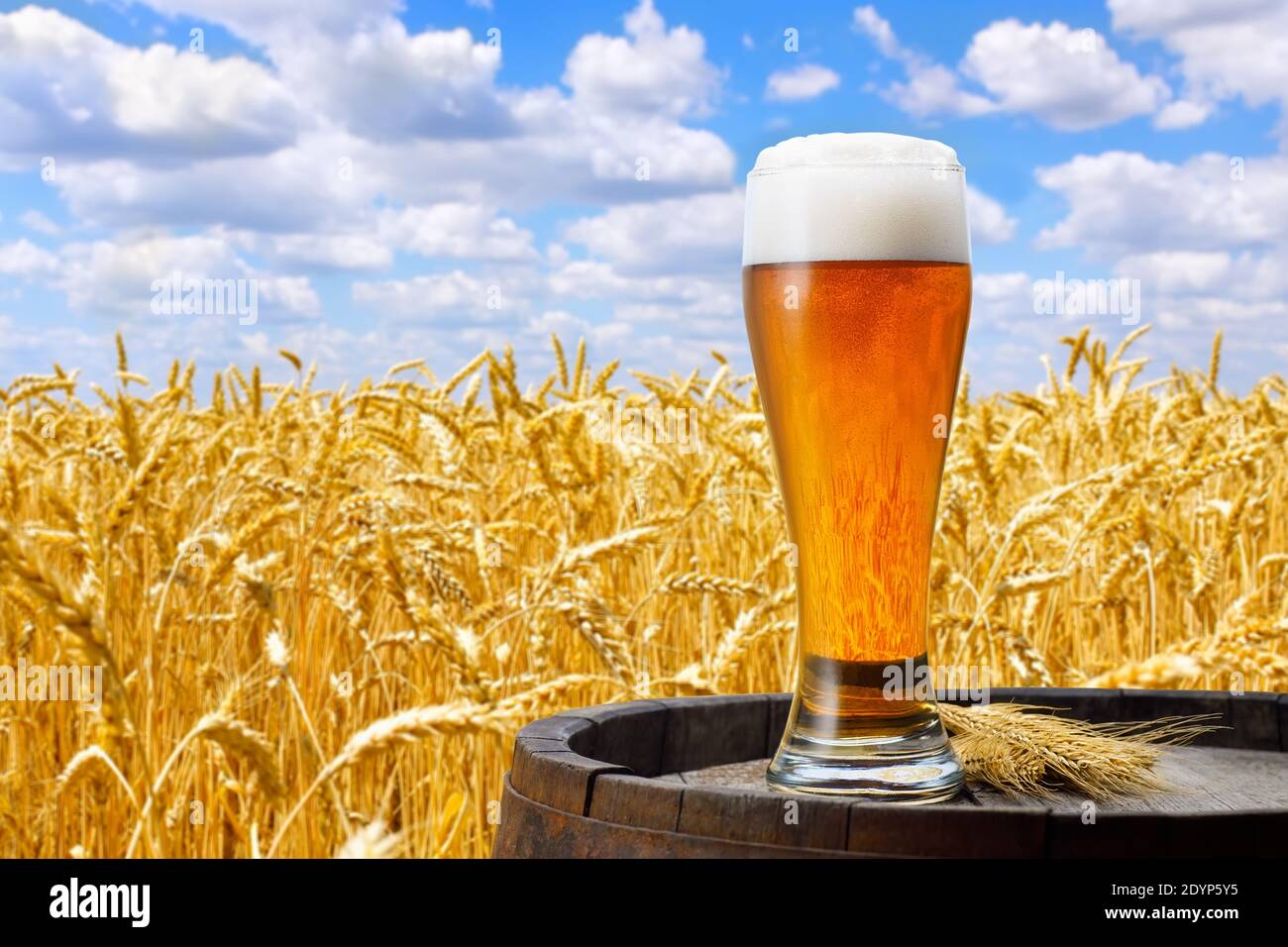 Verre de bière contre champ de blé Banque D'Images