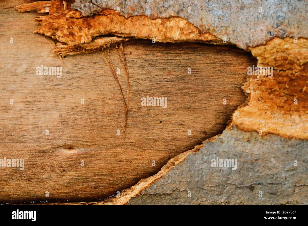 Arrière-plan de texture de bois très détaillé Banque D'Images