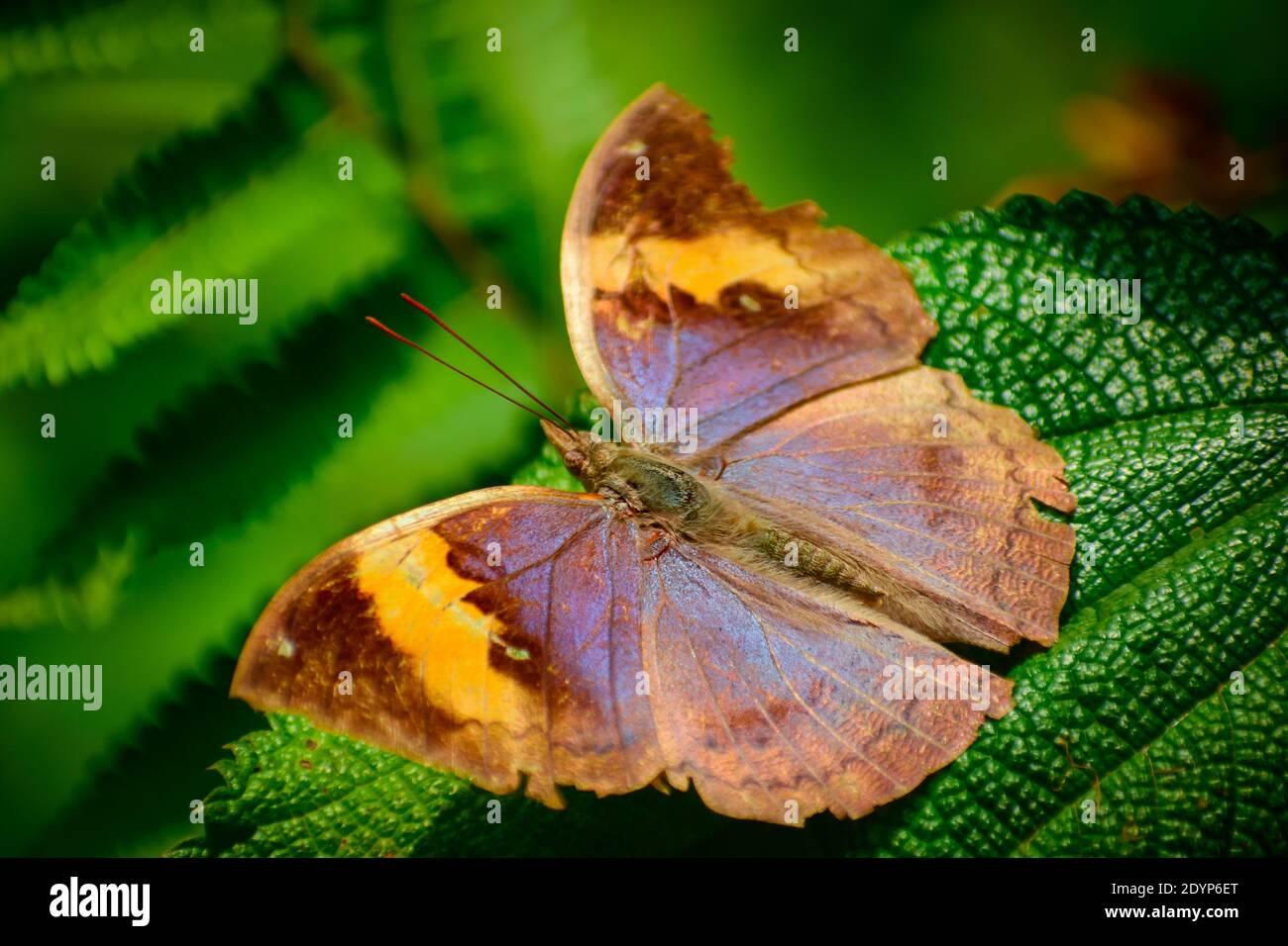 gros plan de la plupart des papillon merveilleux (kallima inachus) papillon à feuilles de chêne orange Banque D'Images
