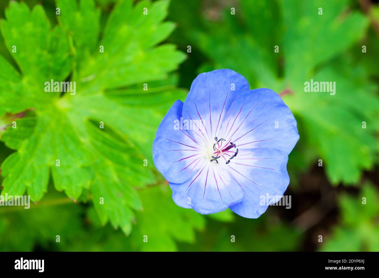 Fleur de Geranium Rozanne ou Cranesbill. Banque D'Images