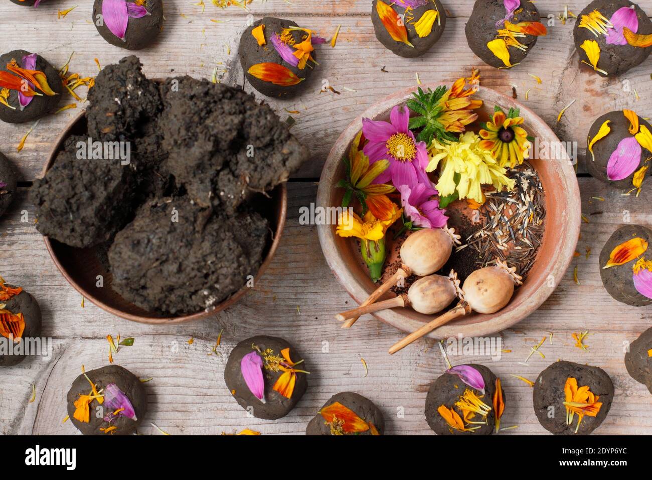 Bombes de graines décorées de pétales. Terre argileuse et fleur de maïs, cosmos, rudbeckia, marigold et rudbeckia graines pour faire en bombes de fleurs (photo). Banque D'Images