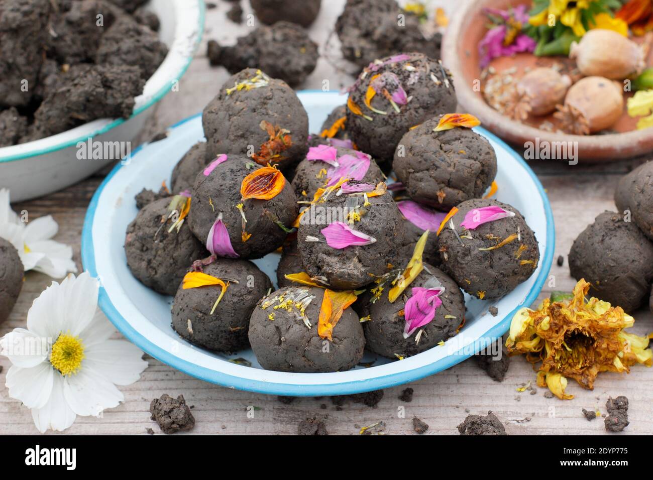 Bombes à graines de fleurs faites maison avec un sol argileux noyé avec du pavot, de la rudbeckia, du souci, du bleuet, des graines de cosmos embellies avec des pétales de fleurs. Banque D'Images