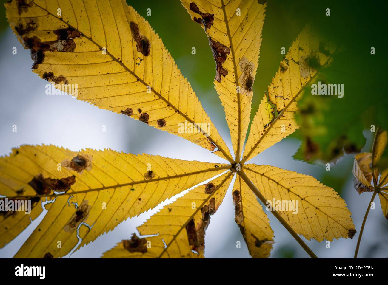 Feuilles de châtaignes jaunes sèches et automnales en forêt, Royaume-Uni Banque D'Images