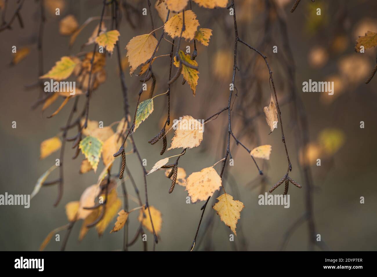 Feuilles de bouleau à la branche au soleil automnal contre forêt floue arrière-plan Banque D'Images