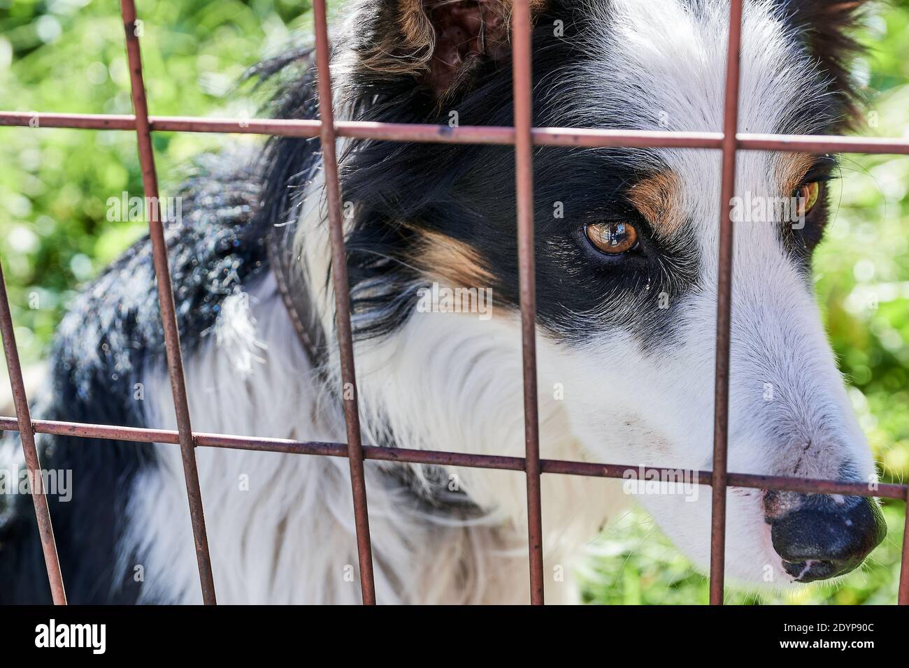 Un chien noir, marron et blanc enfermé dans un stylo derrière une clôture. Gros plan d'un chien tricolore regardant l'appareil photo derrière la clôture. Banque D'Images