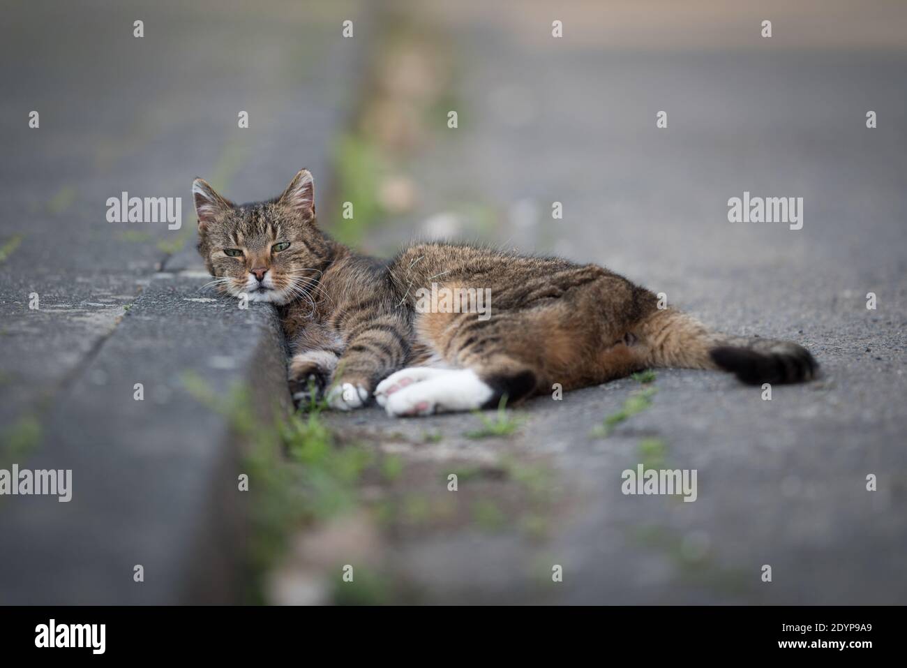 Un Chat Domestique De Shorthair Fatigue Pendu Sur Un Trottoir Regarder L Appareil Photo Photo Stock Alamy