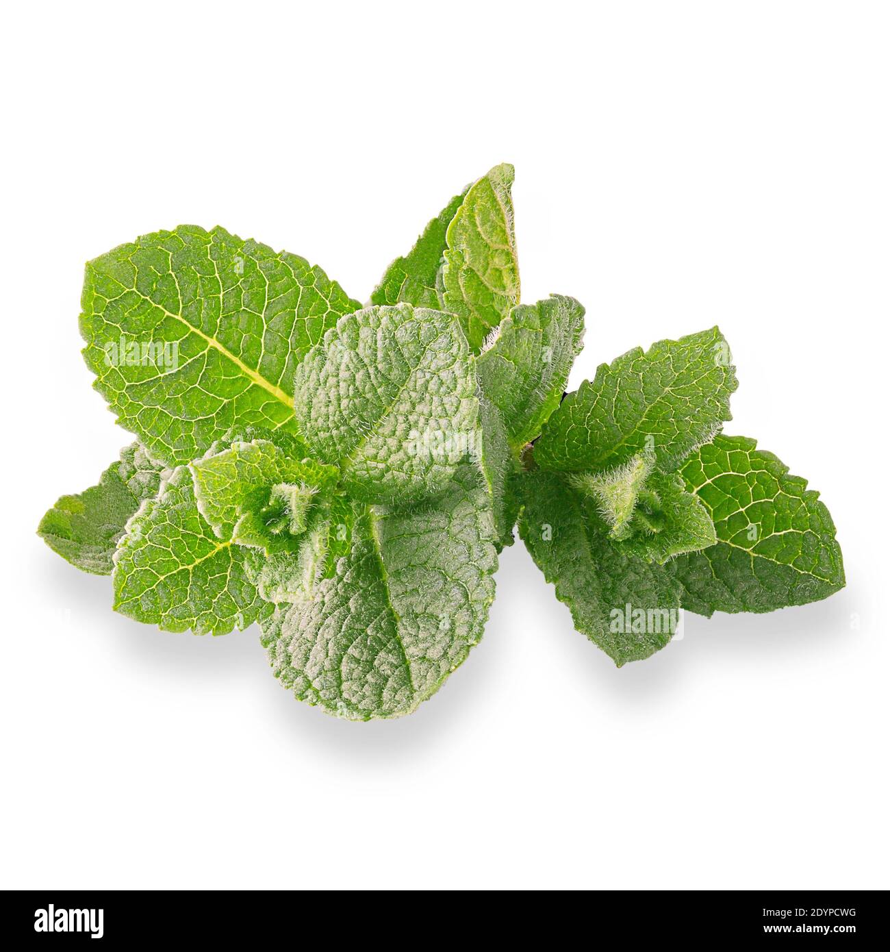 Feuilles de menthe fraîche isolé sur fond blanc Banque D'Images