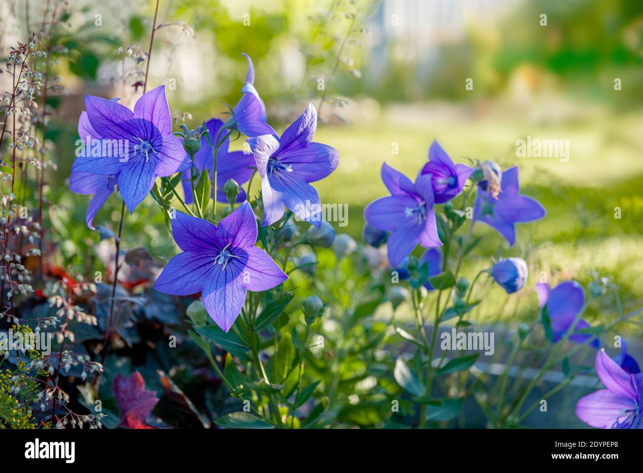 Les cloches de fleurs violettes fleurissent dans le jardin. Délicates fleurs  bleues en forme de cloche Photo Stock - Alamy