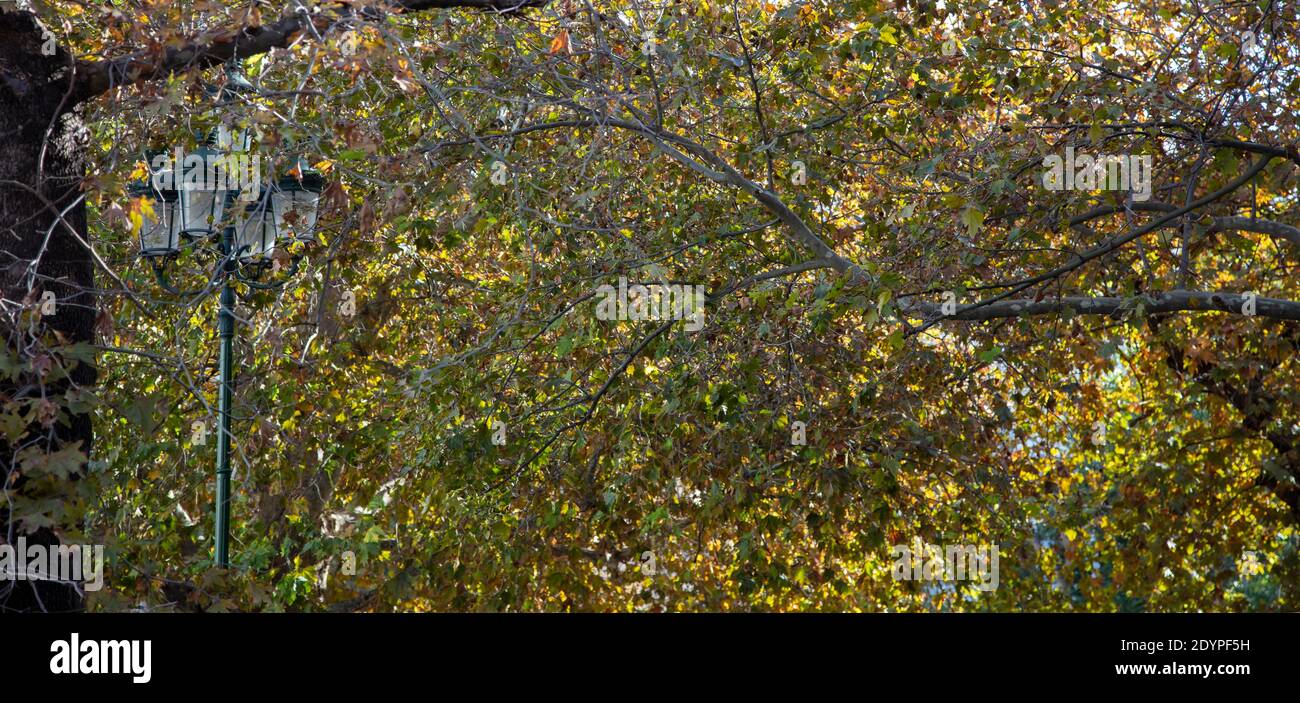 L'arbre d'avion avec des feuilles vertes et sèches couvre un éclairage de rue, jour d'automne. Platanus riche feuillage sur lanterne pour fond, texture. Vue sur le banc Banque D'Images