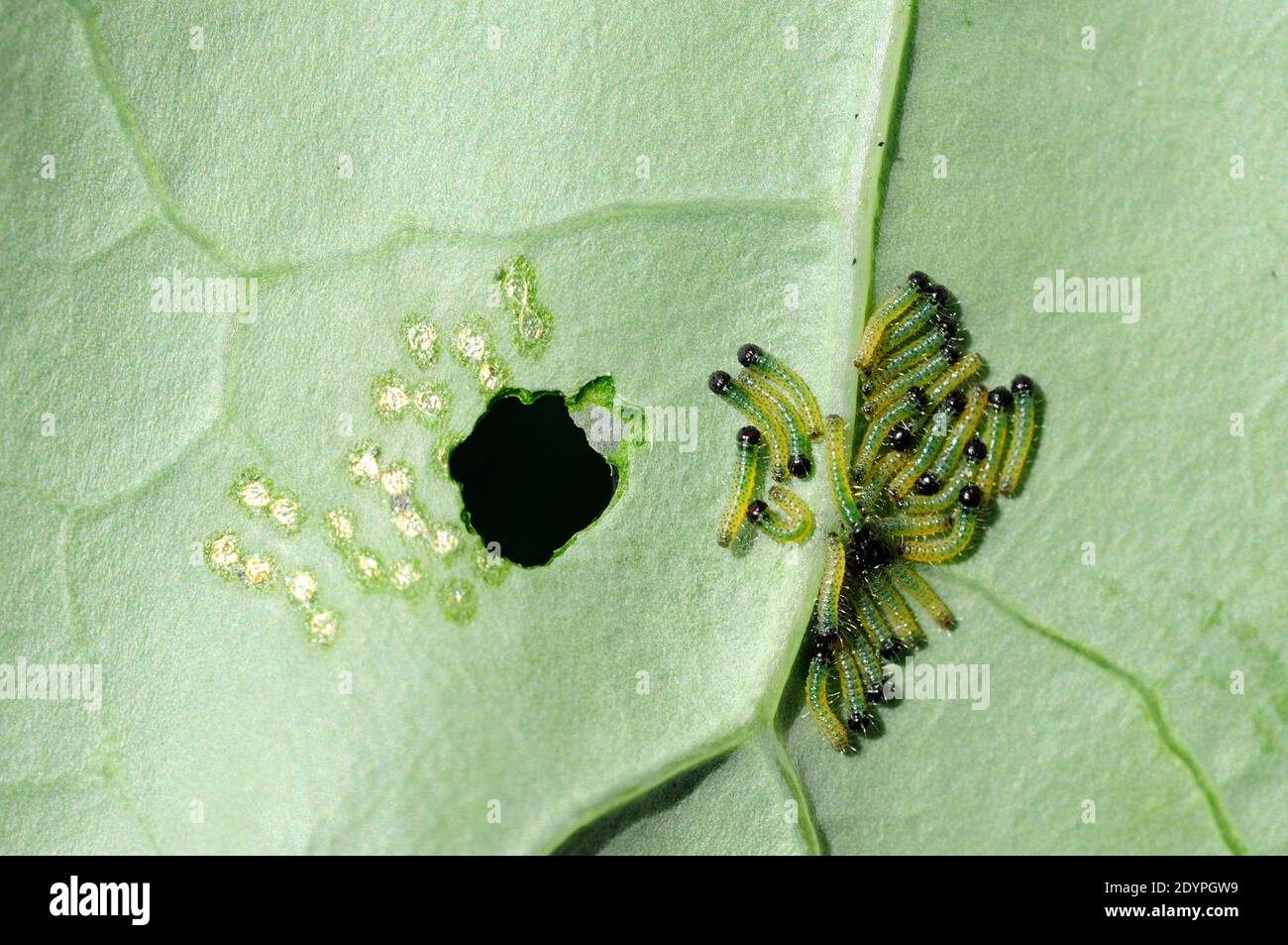 Grosses chenilles de papillons blancs (Pieris brassicae) Banque D'Images